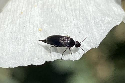 iNaturalist observation photo of Mordellistena
