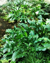Zantedeschia aethiopica