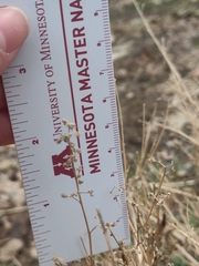 Cycloloma atriplicifolium