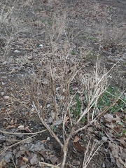 Cycloloma atriplicifolium