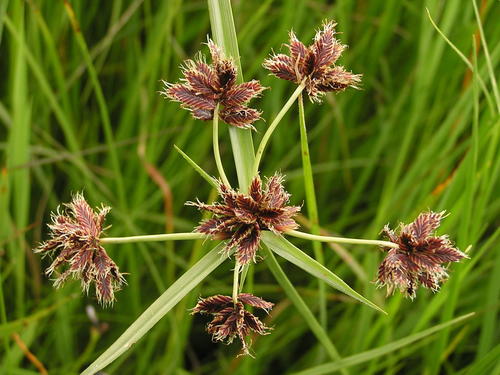 Cyperus nitidus