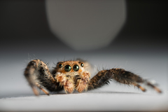 Platycryptus arizonensis