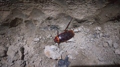 Periplaneta americana