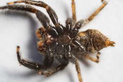 Platycryptus arizonensis