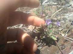 Phacelia divaricata