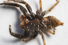 Platycryptus arizonensis