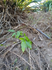 Asplenium oblongifolium