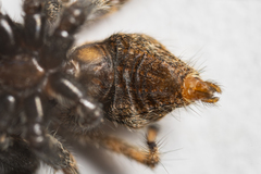 Platycryptus arizonensis