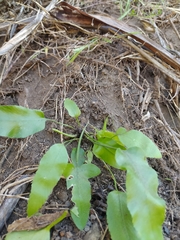 Asplenium oblongifolium