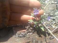 Phacelia divaricata