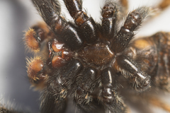 Platycryptus arizonensis