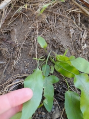Asplenium oblongifolium