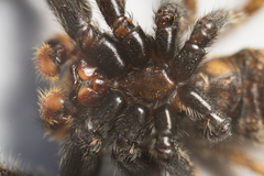 Platycryptus arizonensis