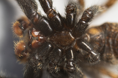 Platycryptus arizonensis