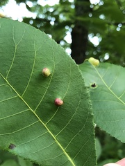 Phylloxera caryaeglobuli