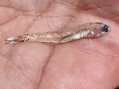 Anchoa