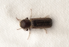 Amphicerus