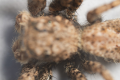 Platycryptus arizonensis