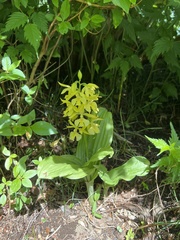 Calanthe discolor