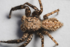 Platycryptus arizonensis