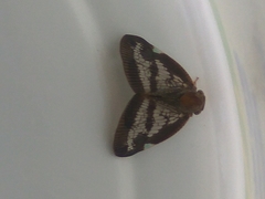 Parapiromis translucida