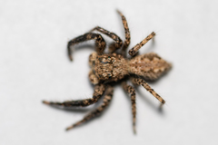 Platycryptus arizonensis