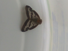 Parapiromis translucida