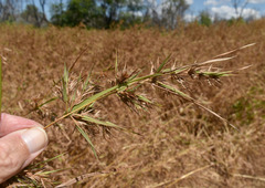 Themeda quadrivalvis