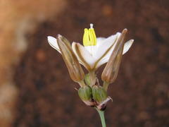 Chlorophytum cooperi