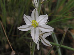 Chlorophytum cooperi