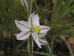 Chlorophytum cooperi