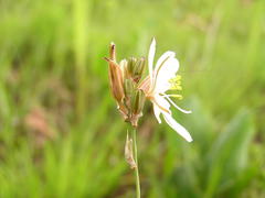 Chlorophytum cooperi
