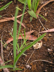 Chlorophytum cooperi