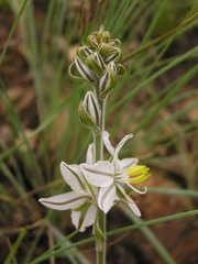 Chlorophytum cooperi