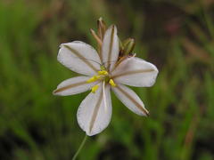 Chlorophytum cooperi