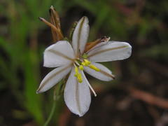 Chlorophytum cooperi