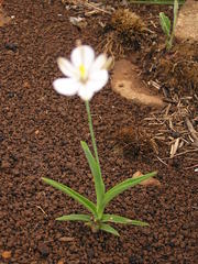 Chlorophytum cooperi