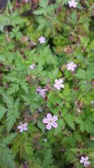 Geranium robertianum
