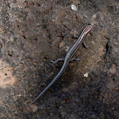 Cryptoblepharus virgatus