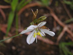 Chlorophytum cooperi