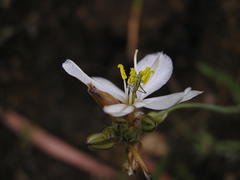 Chlorophytum cooperi