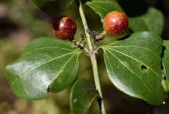 Strychnos psilosperma
