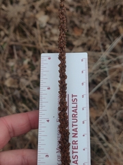 Veronicastrum virginicum