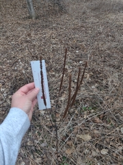 Veronicastrum virginicum