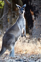 Macropus fuliginosus