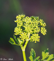 Polytaenia nuttallii