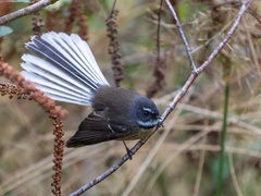 South Island Fantail - Photo (c) costerfamily, some rights reserved (CC BY-NC)