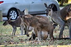 Macropus fuliginosus