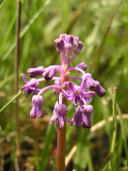 Ledebouria sandersonii