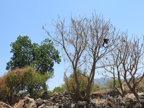 Image of American Coral Tree (Erythrina americana) by (c) Oscar Alejandro Morales Juárez, some rights reserved (CC BY-SA)